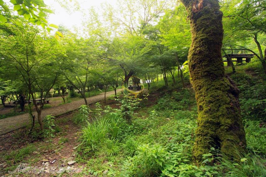 تور نمک آبرود یک روزه | علاالدین تراول