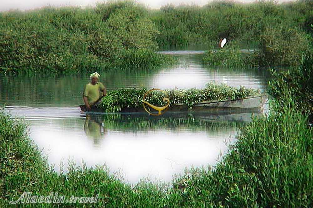 جنگل های حرا جزیره قشم | علاءالدین تراول