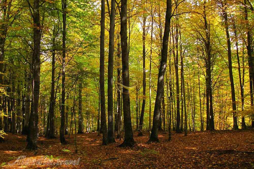 تور جنگل راش یک روزه | علاءالدین تراول