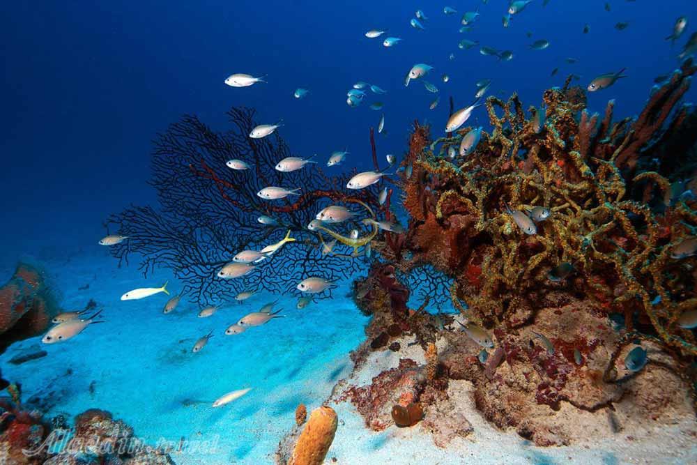 تور سنت وینسنت و گرنادین ها | علاءالدین تراول