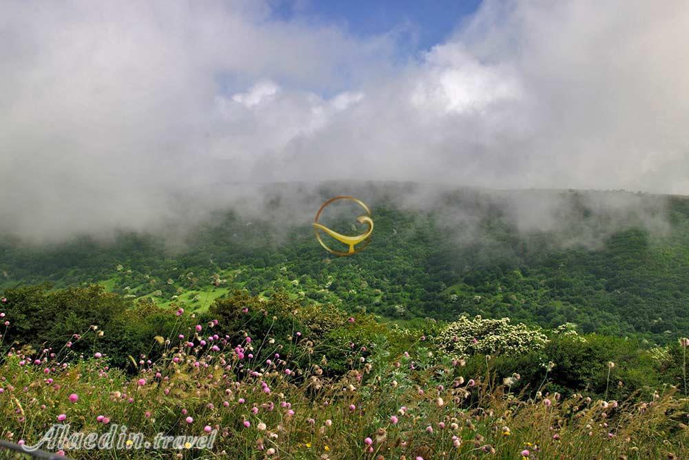 جنگل فندقلو اردبیل | علاءالدین تراول