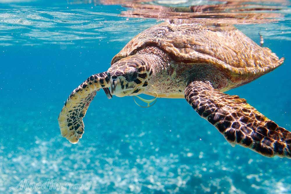 تور سیشل | علاءالدین تراول