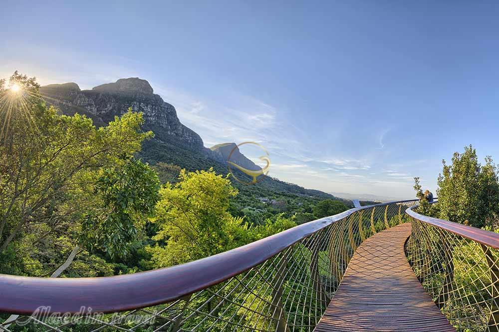 باغ گیاه شناسی کیرستنبوش کیپ تاون | علاءالدین تراول