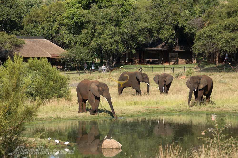 حیات وحش بی نظیر پارک ملی پیلانسبرگ آفریقای جنوبی | علاءالدین تراول