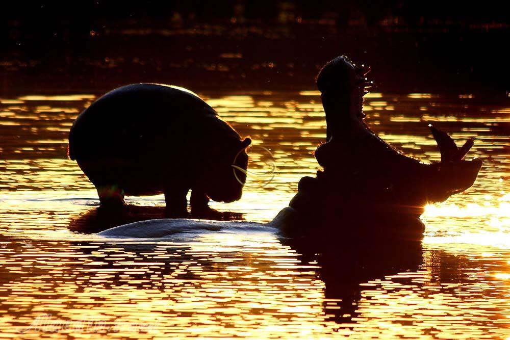 حیات وحش بی نظیر پارک ملی پیلانسبرگ آفریقای جنوبی | علاءالدین تراول