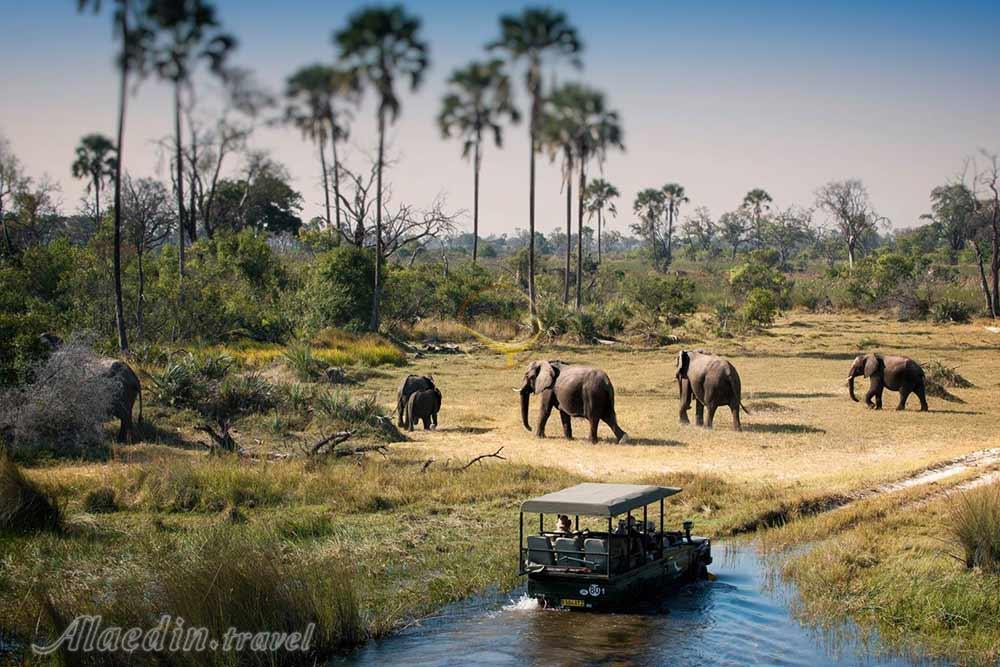 سافاری هیجان انگیز در آفریقای جنوبی  | علاءالدین تراول