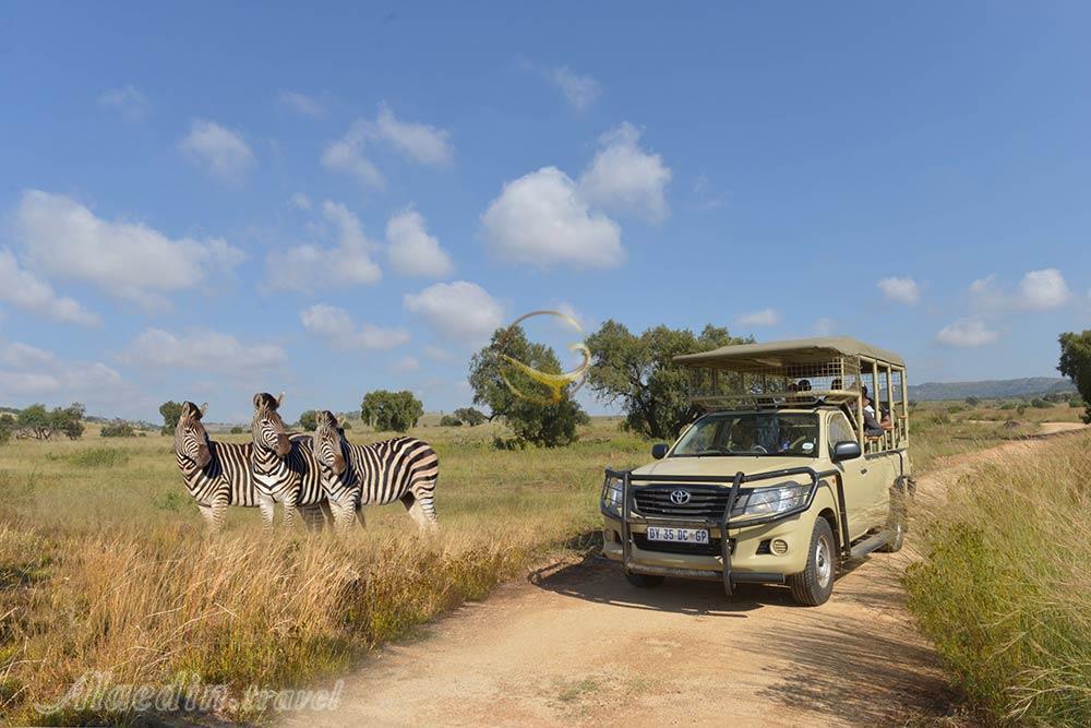 سافاری هیجان انگیز در آفریقای جنوبی  | علاءالدین تراول