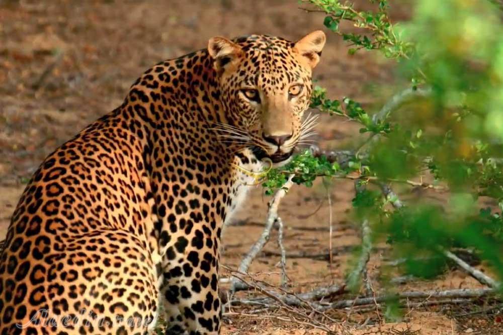 تور سری‌لانکا | علاءالدین تراول