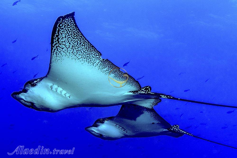 تور جزایر تورکس و کایکوس کارائیب | علاءالدین تراول