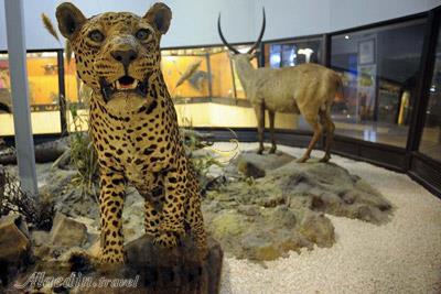 تور موزه های حیات وحش تهرانگردی | علاءالدین تراول