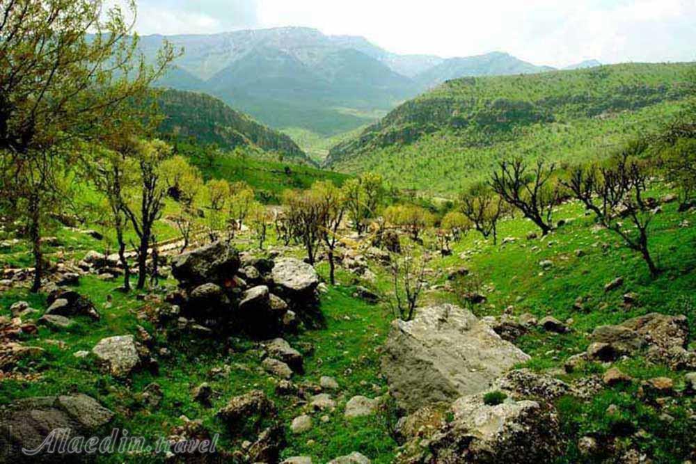 چشمه میشی یاسوج