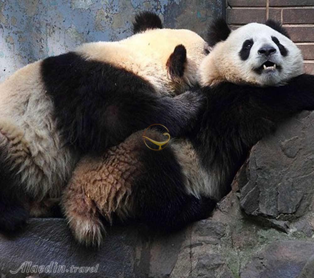 تور باغ وحش و شهر بازی تهرانگردی | علاءالدین تراول