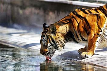 تور باغ وحش و شهر بازی تهرانگردی | علاءالدین تراول