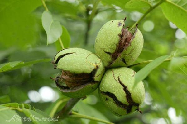 بزرگترین باغ گردوی جهان کجاست؟