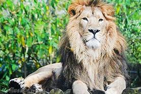 شیر ایرانی در باغ وحش تهران