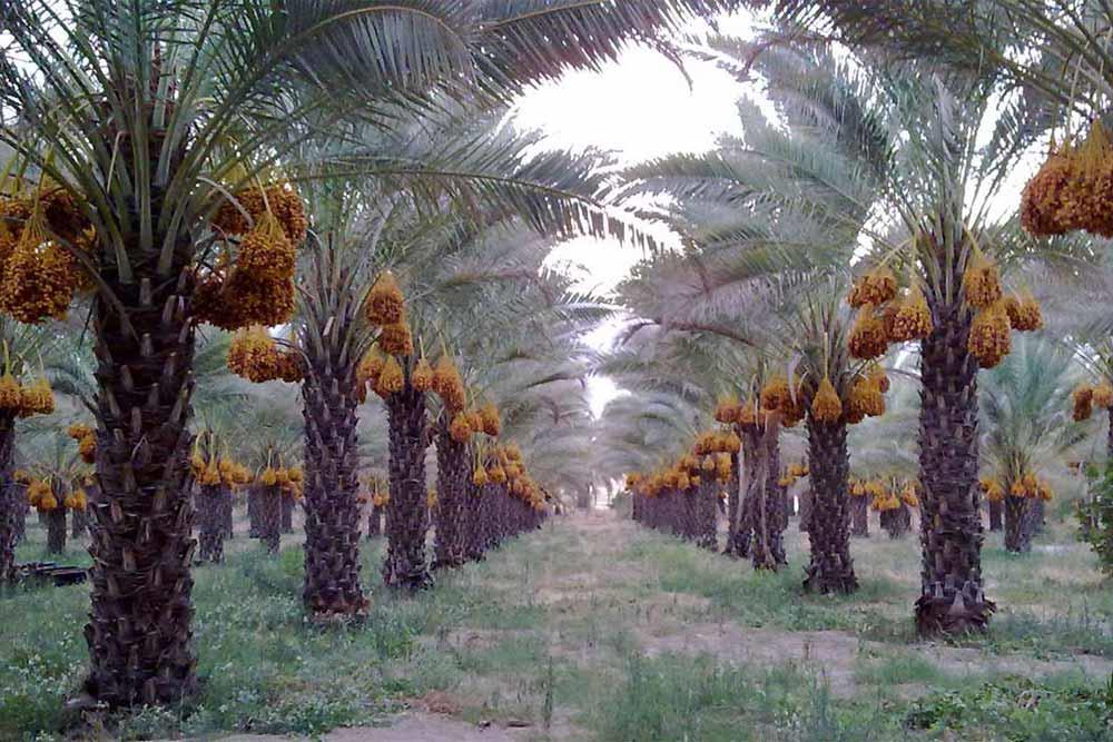 شهر  دشتستان | علاءالدین تراول