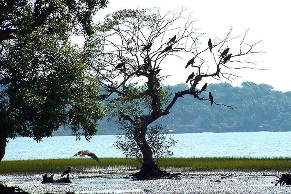 شهر گوا | علاءالدین تراول