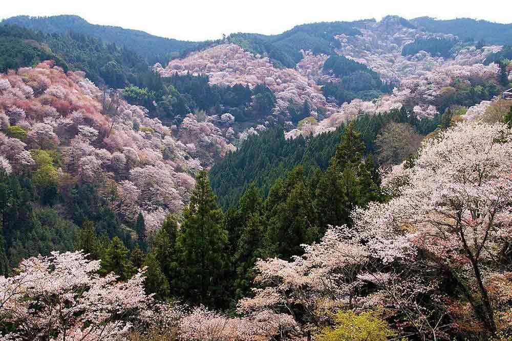 شهر  نارا | علاءالدین تراول