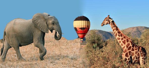 تورهای آفریقایی