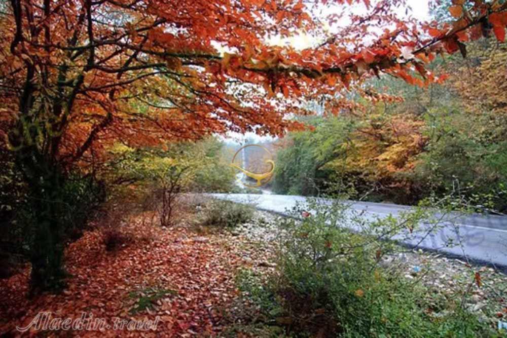 Alimestan Jungle of Amol | Alaedin Travel