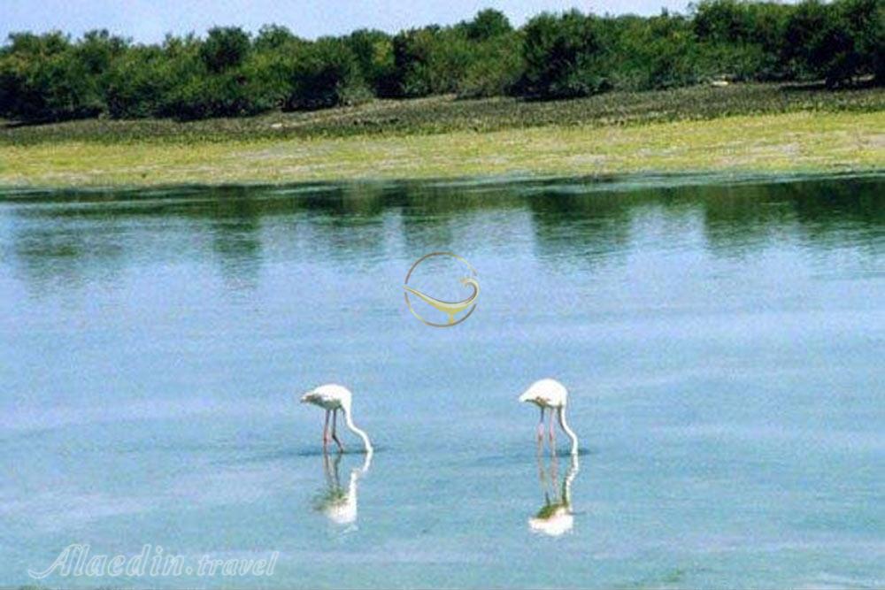 Mangrove Forests of Asaluyeh | Alaedin Travel