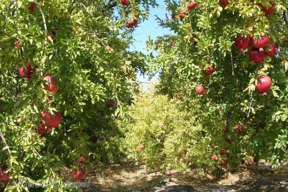 روستای باغستان عليا فردوس | علاءالدین تراول