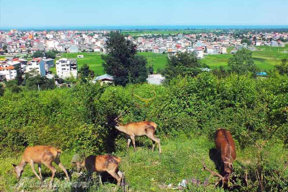 Siahdaran Jungle Park of Talesh | Alaedin Travel
