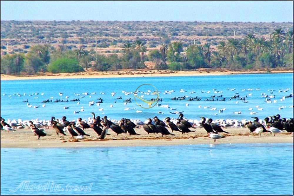 Haleh Lagoon of Bandar Ganaveh | Alaedin Travel
