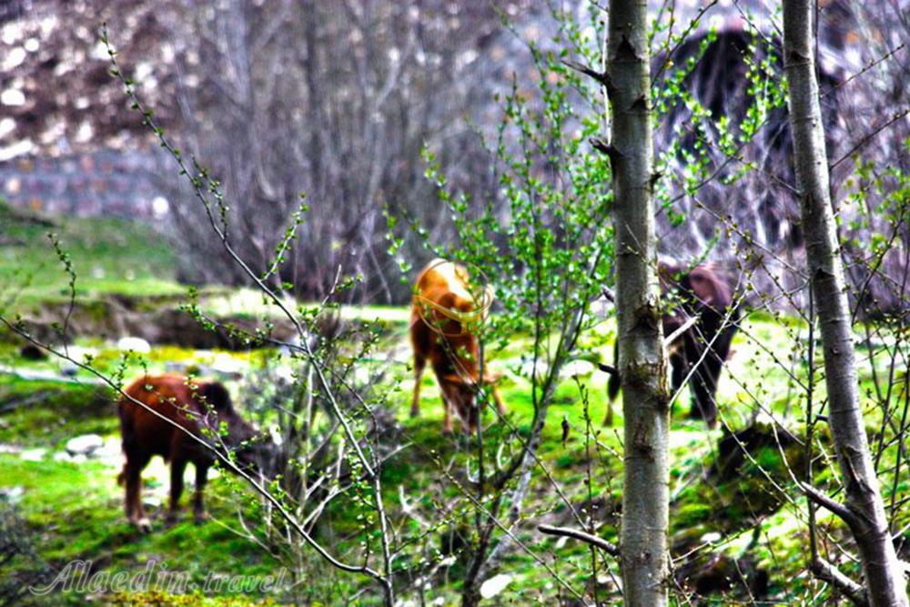 Fin Jungle Park of Chalus | Alaedin Travel