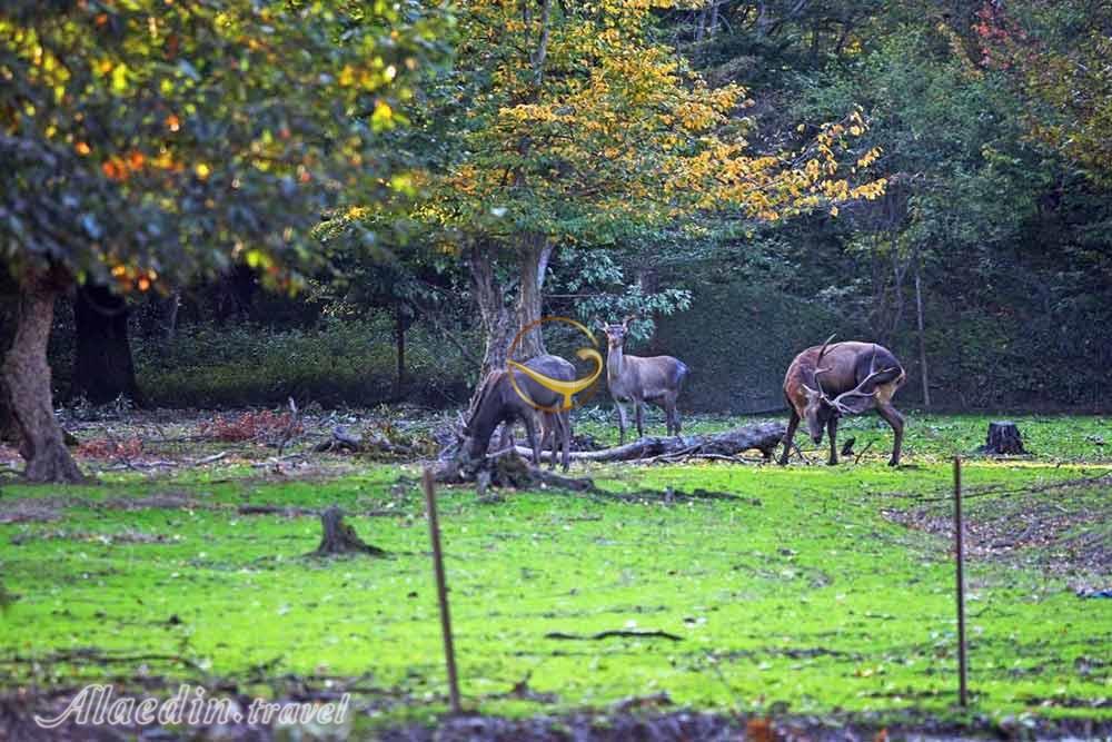 Ghorogh Jungle Park of Gorgan | Alaedin Travel