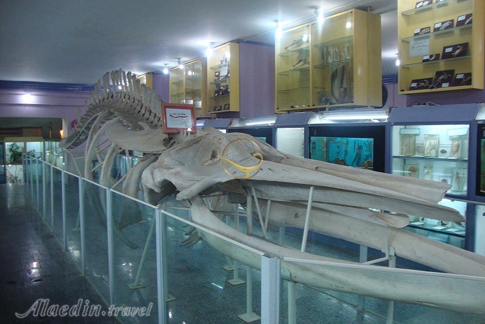 Museum of Natural History in Hamadan | Alaedin Travel