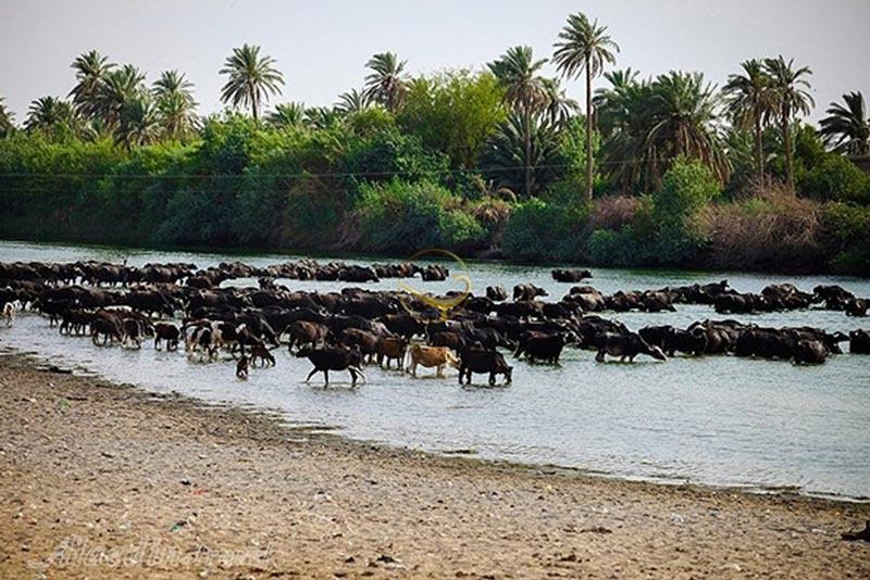 عکس هایی از کشور عراق