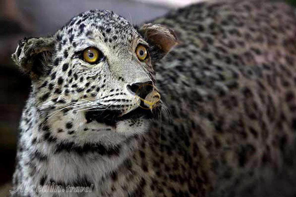 Wildlife Museum of Lorestan of Khorramabad | Alaedin Travel
