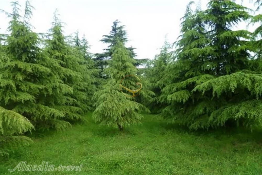 Nowshahr Botanical Garden | Alaedin Travel
