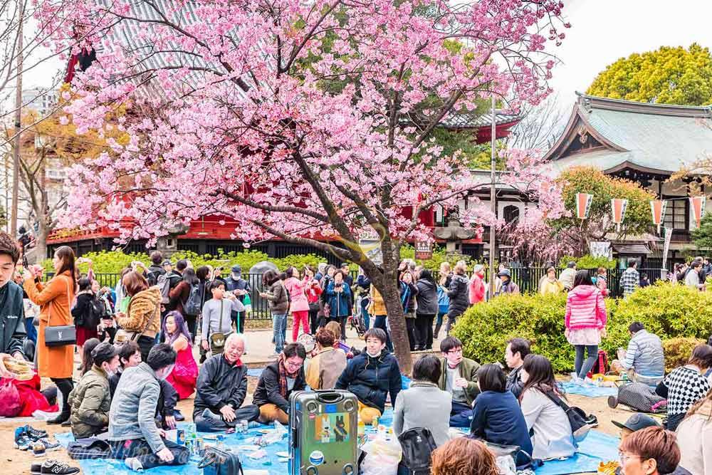 alaedin-weblog-hanami-japan